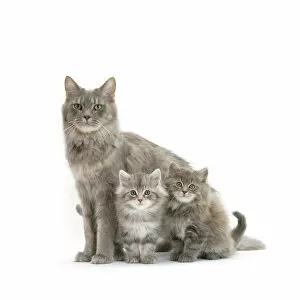 Rf17q1 Gallery: RF- Maine Coon mother cat, with two kittens, 7 weeks