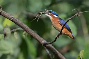 West Africa Prints: RF - Malachite kingfisher (Alcedo cristata) juvenile