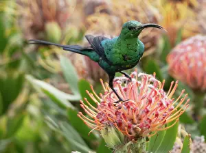 Proteanae Prints: RF - Malachite sunbird (Nectarinia famosa) male