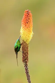 RF - Malachite sunbird (Nectarinia famosa) perched on Red hot poker flower (Kniphofia foliosa), Ethiopian highlands, Guassa Community Conservation Area, Ethiopia