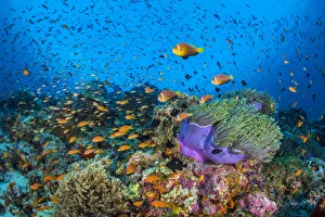 Maldive Islands Prints: RF - Maldive anemonefish (Amphiprion nigripes) swimming above their host Magnificent sea