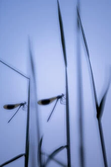 Agrion Splendens Gallery: RF - Male banded demoiselles (Calopteryx splendens), roosting among reeds, silhouetted