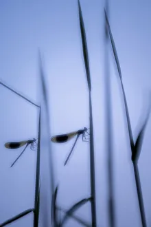 2018 November Highlights Prints: RF - Male banded demoiselles (Calopteryx splendens), roosting among reeds, silhouetted