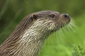 Proud Prints: RF- Male Dog Otter / Eurasian Otter (Lutra lutra) head profile, captive, England