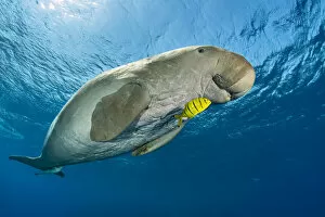 RF - Male Dugong (Dugong dugon) swimming beneath the surface with a young Golden trevally (Gnathanodon speciosus)