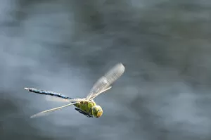 Adult Gallery: RF- Male Emperor Dragonfly (Anax imperator) in flight, Arne RSPB reserve, Dorset, England, UK, July