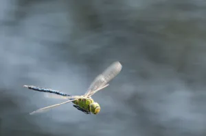 Rf16q4 Prints: RF- Male Emperor Dragonfly (Anax imperator) in flight