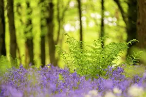 Pteridophytina Prints: RF - Male fern (Dryopteris filix-mas) among Bluebell (Hyacinthoides non-scripta) carpet and Beech (Fagus sylvatica)