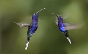 Images Dated 8th February 2017: RF - Male Violet Sabrewing hummingbirds (Campylopterus hemileucurus) hovering in flight sequence