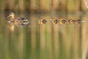 2018 March Highlights Gallery: RF - Mallard (Anas platyrhynchos) female swimming with with young chicks following