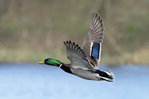 Duck Prints: RF - Mallard (Anas platyrhynchos) drake in flight