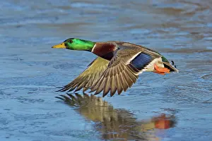 Anatidae Prints: RF - Mallard (Anas platyrhynchos) drake flying over frozen pond
