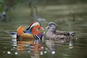 Devon Prints: RF - Mandarin ducks (Aix galericulata) pair in breeding plumage