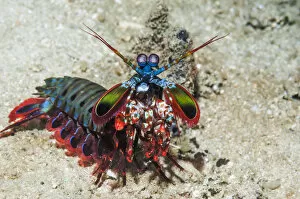 Alien Appearance Gallery: RF - Mantis shrimp (Odontodactylus scyllarus) on walk about on coral reef. Puerto Galera
