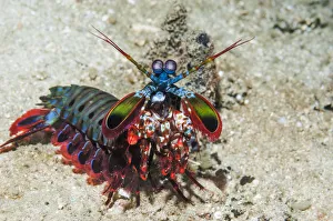 RF - Mantis shrimp (Odontodactylus scyllarus) on walk about on coral reef. Puerto Galera