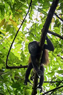 Monkey Prints: RF - Mantled howler monkey (Alouatta palliata) male