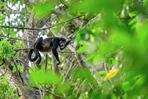 Atelidae Prints: RF - Mantled howler monkey (Alouatta palliata) resting on branch in rainforest canopy