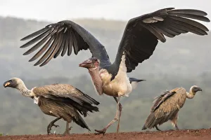 RF - Marabou (Leptoptilos crumenifer) with Whitebacked vultures (Gyps africanus)