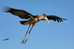 Ciconiidae Prints: RF - Marabou stork (Leptoptilos crumenifer) in flight