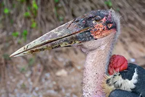 Ciconiidae Prints: RF - Marabou stork (Leptoptilos crumenifer) head portrait