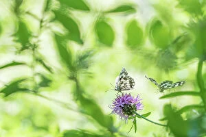 Images Dated 3rd July 2016: RF - Marbled white butterfly (Melanargia galathea) on knapweed, with soft focus leaves, Aosta Valley
