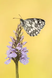 Yellow Collection: RF - Marbled White butterfly (Melanargia galathea) resting on common spotted orchid