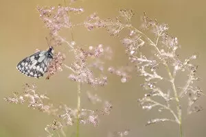 RF - Marbled white butterfly (Melanargia galathea), roosting on dew covered Bent grass