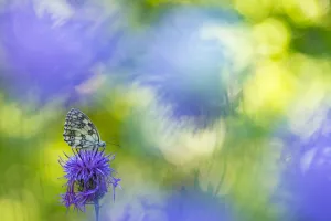 RF - Marbled white butterfly (Melanargia galathea) on knapweed with soft focus flowers