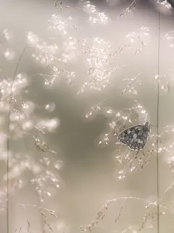 Rf17q1 Prints: RF - Marbled White butterfly (Melanargia galathea) resting on dew covered grasses