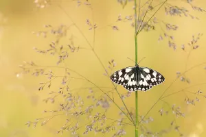 RF - Marbled white butterfly (Melanargia galathea) resting among tall grasses and bathed in warm, early morning sunlight, Volehouse Moor, Devon, UK. July