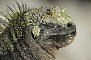 Images Dated 9th April 2010: RF- Marine Iguana (Amblyrhynchus cristatus) head portrait, Fernandina island, Galapagos, Ecuador