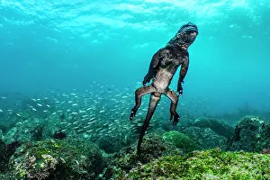 Fernandina Island Prints: RF - Marine iguana (Amblyrhynchus cristatus) swimming towards the surface