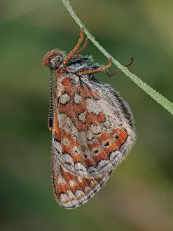 Fourfooted Butterfly Prints: RF - Marsh fritillary butterfly (Euphydryas aurinia) roosting at dawn covered in dew