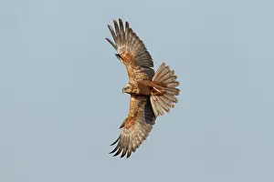 Accipitriformes Prints: RF - Marsh harrier (Circus aeruginosus) female