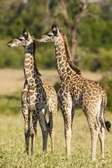 Baby Animals Collection: RF- Masai giraffe (Giraffa camelopardalis tippelskirchi) two young calves together