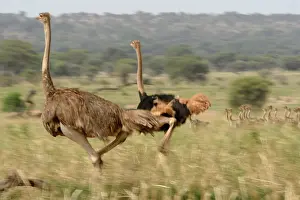 Blurred Movement Prints: RF - Masai ostriches (Struthio camelus massaicus) pair with chicks running through grassland