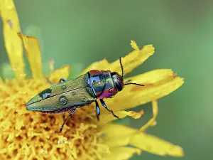 Rhinotia Prints: RF - Metallic wood boring beetle (Anthaxia hungarica) female