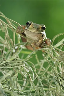 Tree Frogs Prints: RF- Mexican treefrog 1+Smilisca baudinii+2 on Spanish moss. Texas, USA
