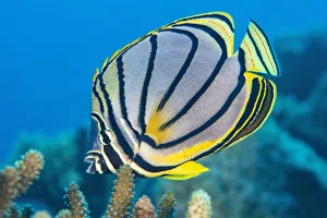 Maldive Islands Prints: RF - Meyers butterflyfish (Chaetodon meyeri) feeding on hard coral (Acropora sp)