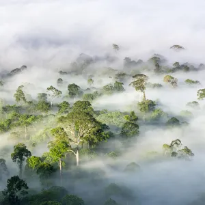 RF - Mist hanging over Lowland Dipterocarp Rainforest just after sunrise RF - Mist hanging over Lowland Dipterocarp Rainforest just after sunrise