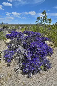 Legume Prints: RF - Mojave indigo bush (Psorothamnus arborescens) in flower