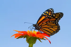 Rf16q4 Prints: RF - Monarch butterfly (Danaus plexippus) with life-cycle tied to the presence of milkweed plants