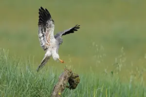 Accipitriformes Prints: RF - Montagu's harrier (Circus pygargus) male
