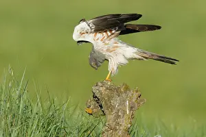 Accipitriformes Prints: RF - Montagu's harrier (Circus pygargus) male stretching its wings