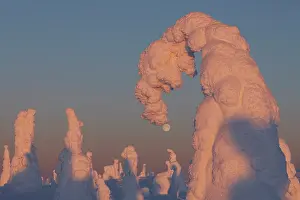 Lapland Prints: RF - Full moon over frozen, snow-covered forest