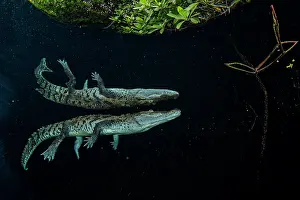 Crocodilian Prints: RF - Morelet's crocodile (Crocodylus moreletii) swimming close to the surface in a mangrove lagoon