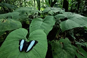Images Dated 16th August 2005: RF- Morpho butterfly displaying on leaf (Morpho achilles). Amazonia, Ecuador