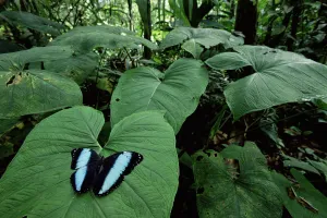 Butterflies Prints: RF- Morpho butterfly displaying on leaf (Morpho achilles). Amazonia, Ecuador