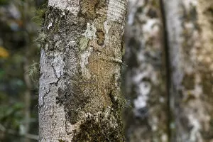 RF - Mossy Leaf-tailed Gecko (Uroplatus sikorae) resting and camouflaged on tree
