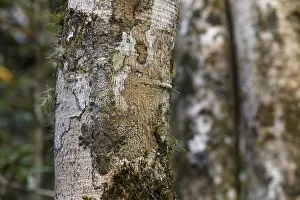 Gecko Prints: RF - Mossy Leaf-tailed Gecko (Uroplatus sikorae) resting and camouflaged on tree